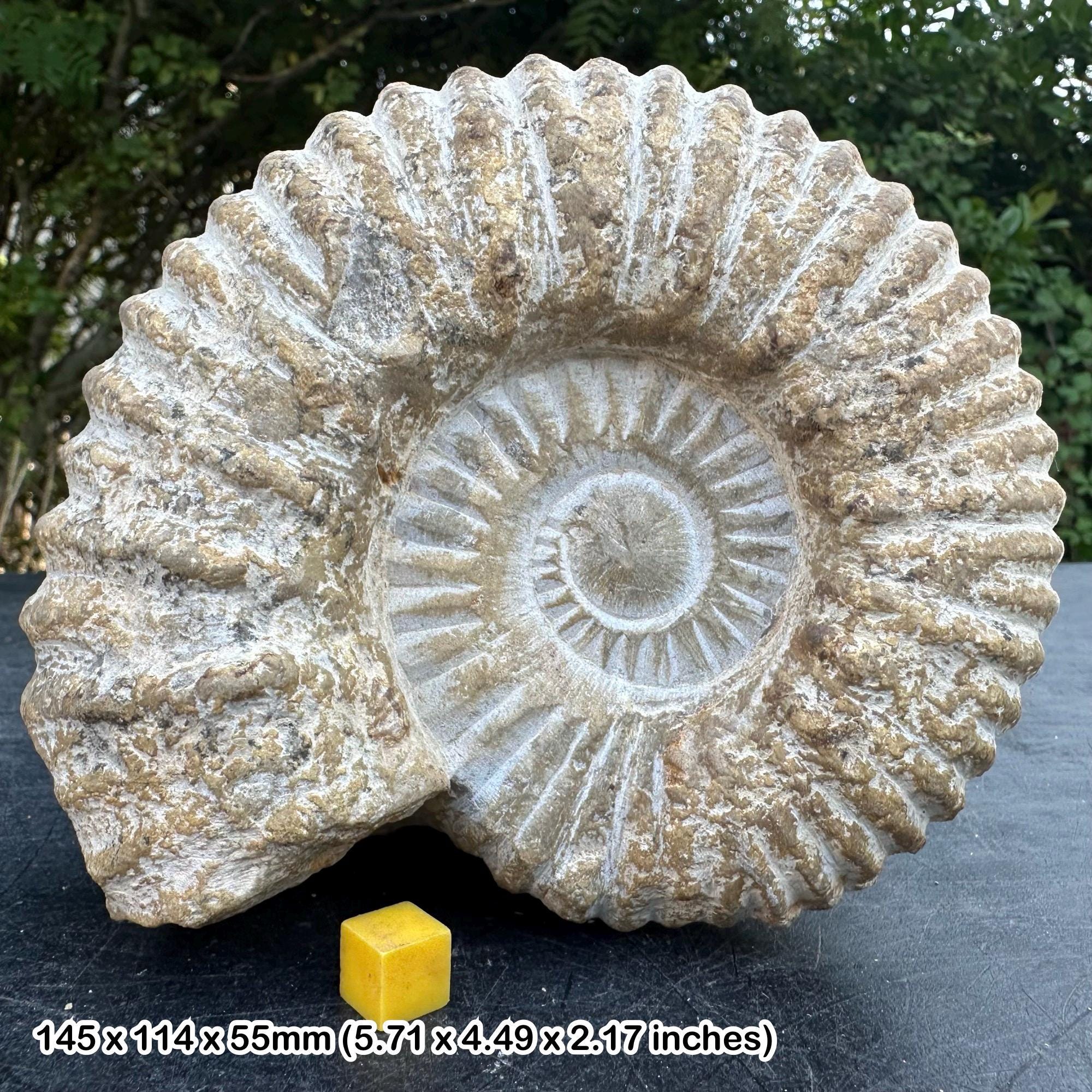 Fossilised giant ammonite fossil, mantelliceras - genuine specimen - morocco, cretaceous