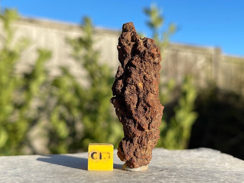 turtle coprolite