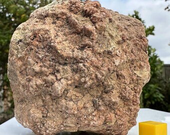 額入り恐竜の糞化石 - ジュラ紀の糞石自然史ウォールアート - Etsy 日本