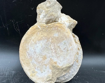 プレシオサウルスの歯、実物化石 - 白亜紀 - 1億500万年前から6600万年