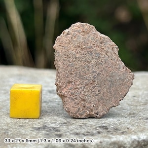 Triceratops dinosaur fossil bone fragment – genuine cretaceous fossil from south dakota – with certificate of authenticity