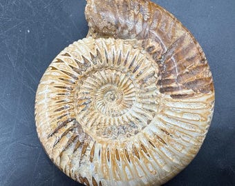 Perisphinctes ammonite fossil – lower jurassic specimen from tulear, madagascar – genuine with certificate
