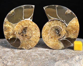 Ammonite fossil pair, madagascar, genuine collectible display, certified