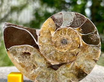 Single fossilised ammonite window display decor sea creature genuine