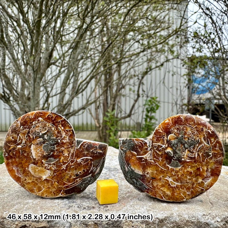 Ammonite fossil pair, madagascar, genuine collectible display, certified image 1