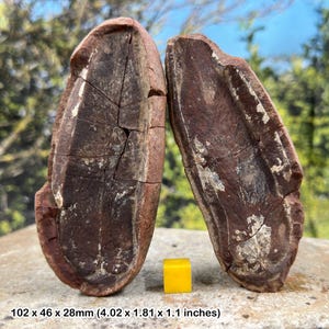 Zeldzame mazon creek split fossiel varenknobbeltje macroneuropteris carboon illinois usa met certificaat van echtheid