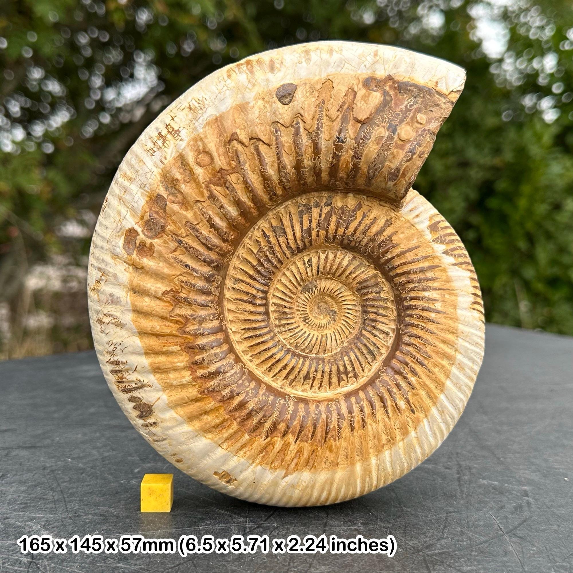 化石アンモナイト海洋動物、マダガスカルジュラ紀、本物、認定