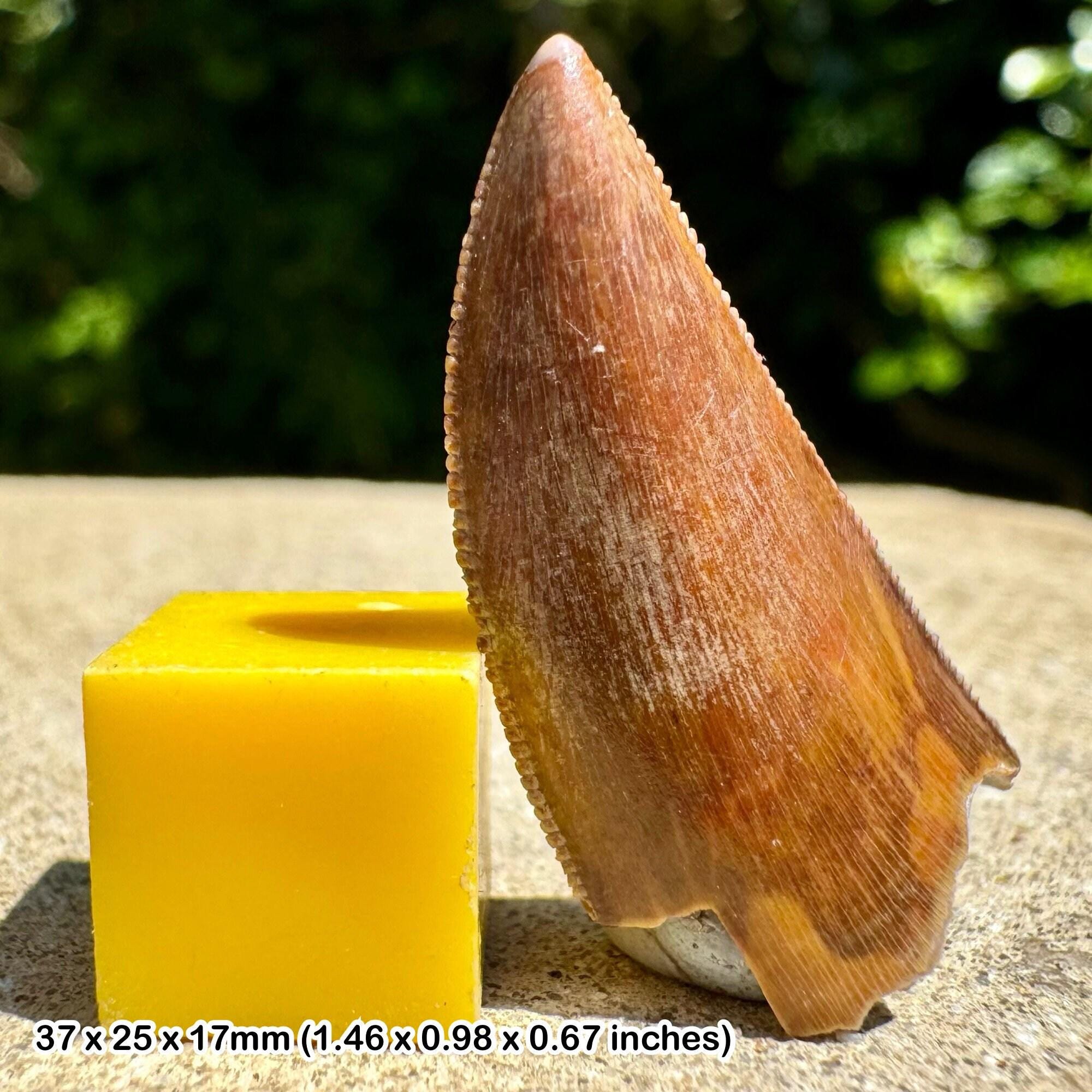 本物のマジュンガサウルス恐竜の歯の化石 - 白亜紀マダガスカル産