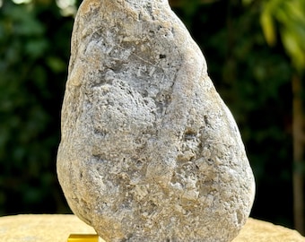 ウミユリの星の化石/妖精コイン 30枚 - Etsy 日本