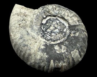 Eboraciceras dissimile juvenile ammonite fossil bath somerset uk with coa