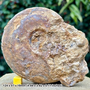 Fossil leioceras opalinum ammonite, burton bradstock, jurassic coast, dorset uk