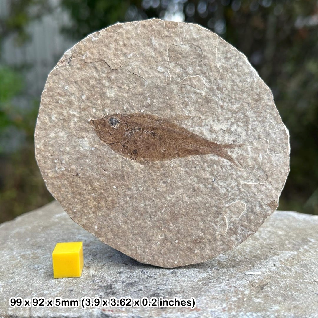 Reino Unido Reino Unido Inglaterra Gran Bretaña Educación Escuela