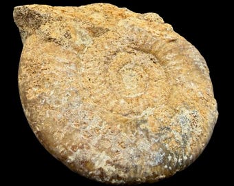Planisphinctes Ammonitenfossil Unterbathonium Jura Normandie Frankreich