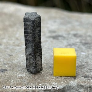 Fossile di stelo di stella crinoide giurassica – Lias inferiore Seatown Dorset – fossile di giglio di mare – autentico fossile marino giurassico con certificato