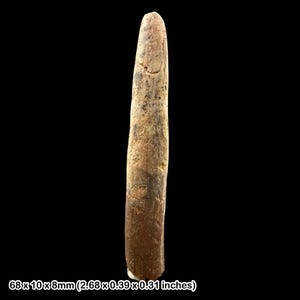 Dinosaurier Rebbachisaurus Zahn Fossil aus der Kreidezeit Marokkos Kem Kem Betten Exemplar