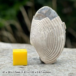 Fossil bivalve shell, pliocene, indonesia, genuine
