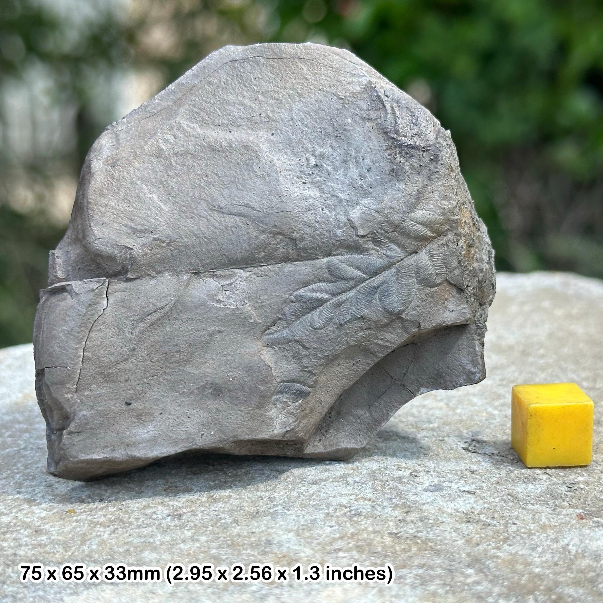 Rare piante di felce fossili del carbonifero - autentico esemplare del Regno Unito dalle misure del carbone - Radstock, Somerset