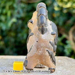 Rare thalassina lobster fossil – pleistocene – northern territory, australia – genuine specimen