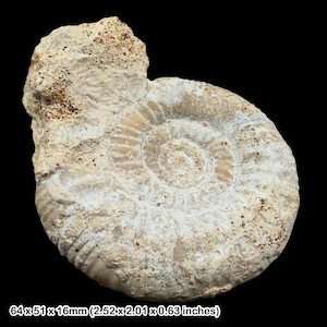 May include: A fossilized ammonite specimen with a spiral shell pattern in shades of beige and off-white. The fossil features a textured, porous surface and measures 2.52 by 2.01 by 0.63 inches, as indicated by the text printed at the bottom.