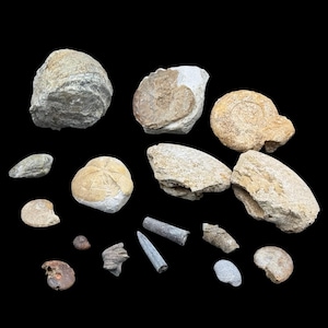 1kg britisches Jura Fossilien Set – 16 x echte Fossilien von dorset & somerset uk – Ammoniten, Muscheln, Belemniten etc