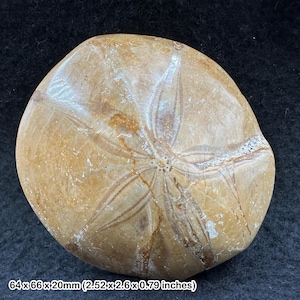ウミユリの星茎化石 – ジュラ紀前期のウミユリ – シータウン