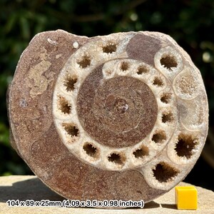 以下が含まれることがあります： 茶色と白の殻を持つ化石化したアンモナイト。アンモナイトは、中央の開口部と一連の部屋を持つらせん状の形をしています。部屋は白い結晶で満たされています。アンモナイトの直径は約10.4cmです。 104 x 89 x 25mm (4.09 x 3.5 x 0.98 inches)