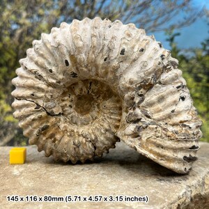 Douvilleiceras ammonite fossil, madagascar cretaceous, authentic, certified