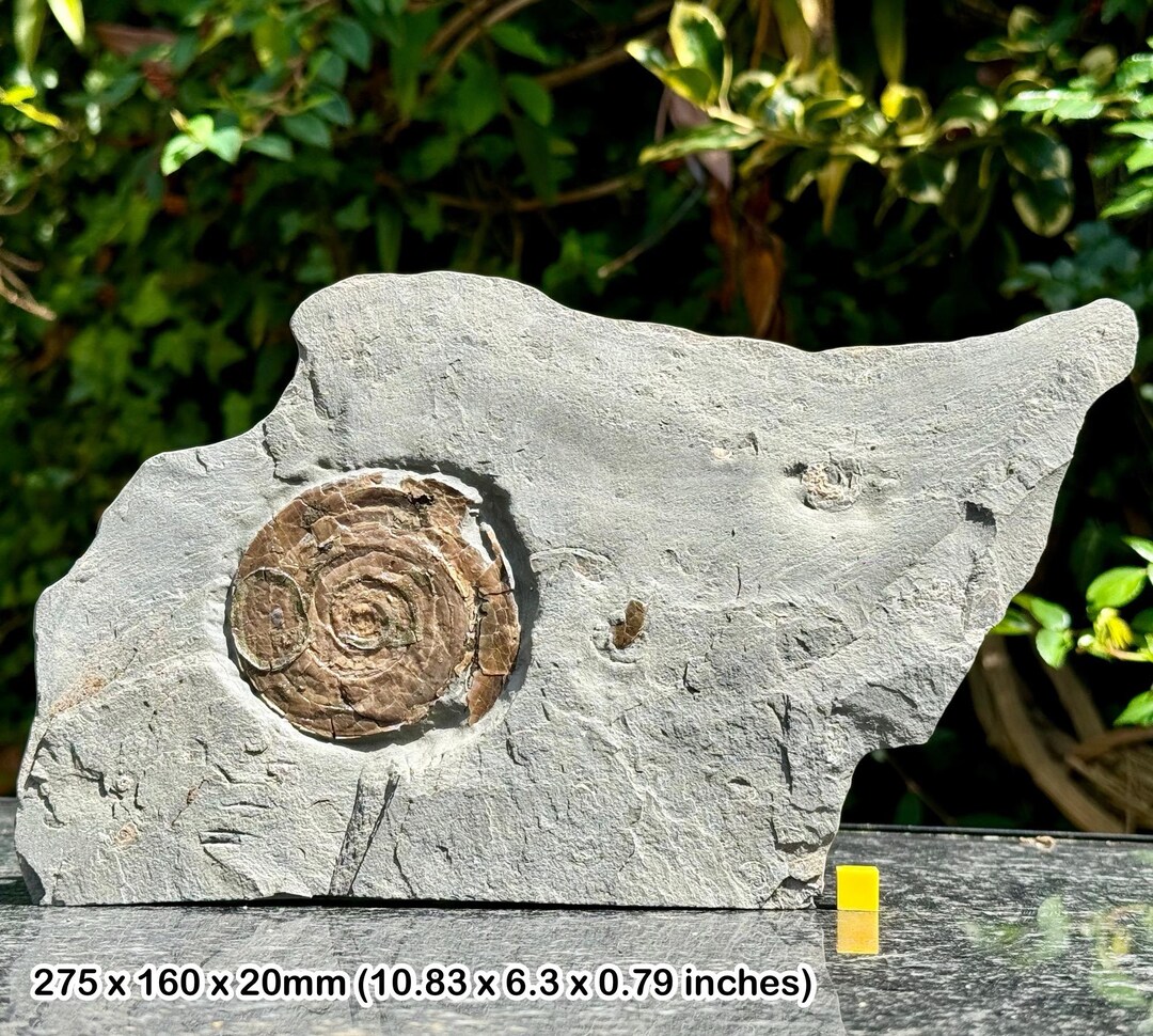 Iridescent Caloceras Johnstoni Fossil Ammonite With Stand Jurassic