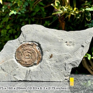May include: A fossilized ammonite embedded in a gray rock. The ammonite is brown and has a spiral shape. The rock is 10.83 inches long, 6.3 inches wide, and 0.79 inches thick.