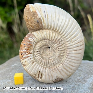 白亜紀のアンモナイト化石ペア – マダガスカル産の研磨済み半体