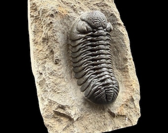 ゲラストス三葉虫の化石 - デボン紀、モロッコ - 古代の海洋生物