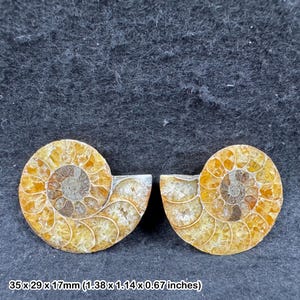 美しい化石アンモナイト、マダガスカル産ジュラ紀、本物、鑑定済み