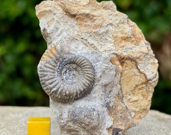 Fósil de amonites Hemigarantia julii del Jurásico Bajociano de Dorset, Reino Unido, certificado de autenticidad genuino.