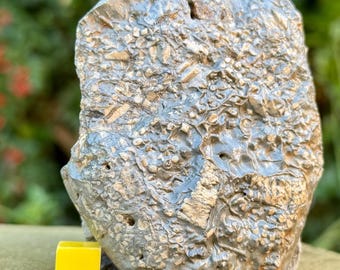 Pentacrinites crinoid star slab fossil | jurassic coast | genuine specimen | cert. of authenticity