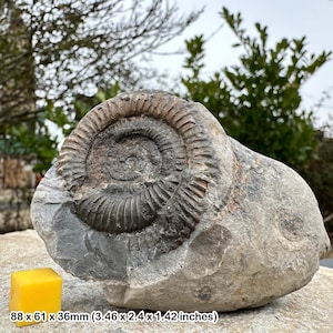 Dactylioceras commune fossil ammonite,  jurassic, yorkshire, uk, authentic certified