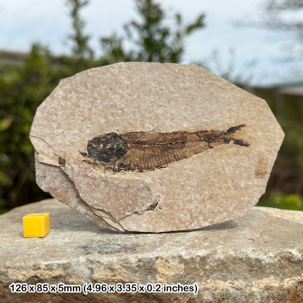 Fossil knightia alta fish in matrix - genuine extinct prehistoric fossil