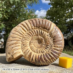 Fossilised perisphinctes ammonite, jurassic, genuine fossil