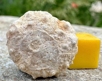 Fossilised cidaris urchin, genuine morocco jurassic specimen, certificated