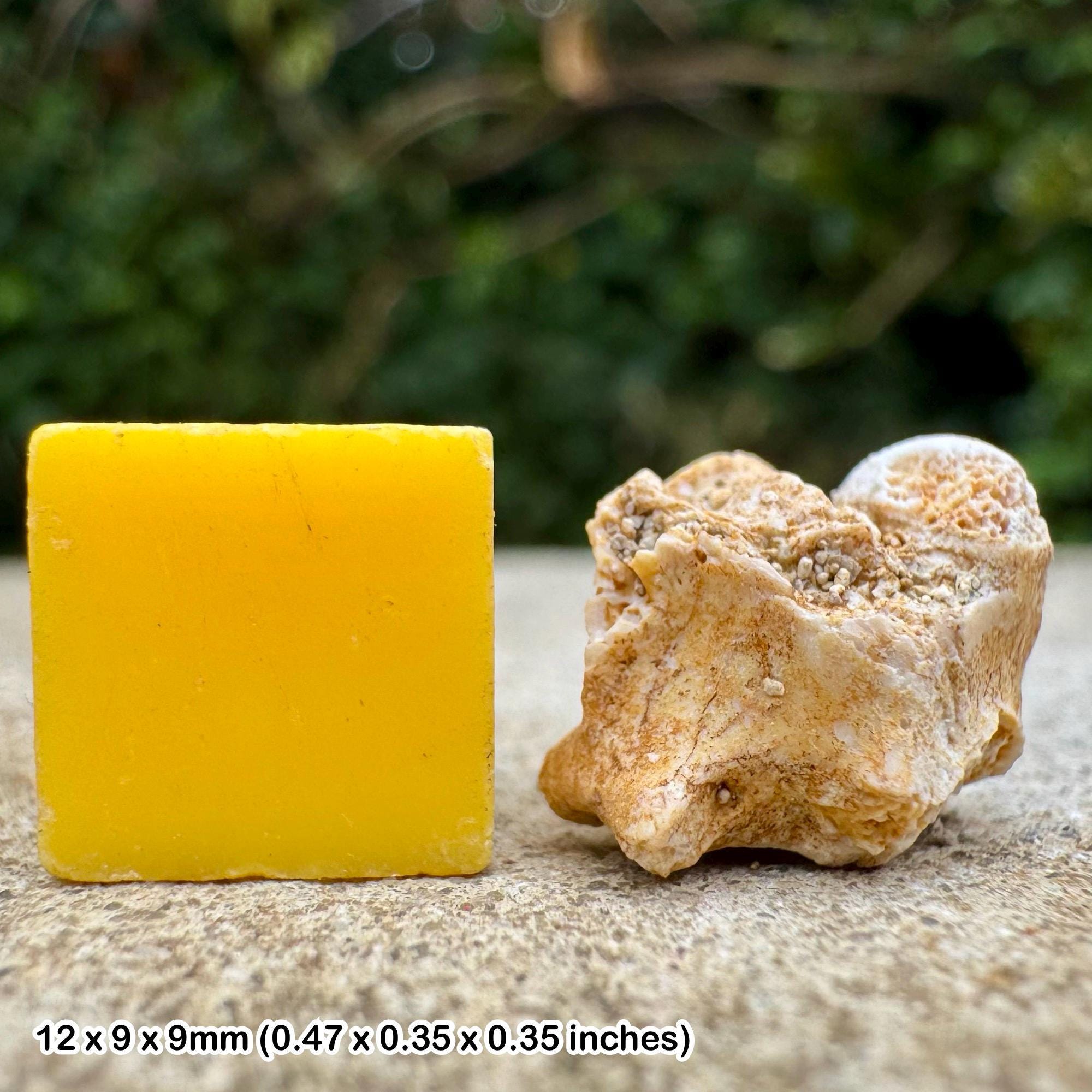 化石ヘビの椎骨 – パレオフィス・マグレビアヌス – 始新世、モロッコ