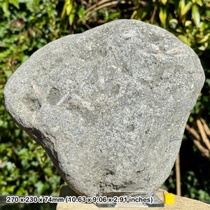 Jurassic crinoid star slab fossil on stand - charmouth, uk - authentic with coa
