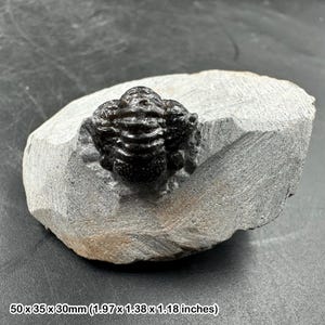ゲラストス三葉虫の化石 - デボン紀、モロッコ - 古代の海洋生物