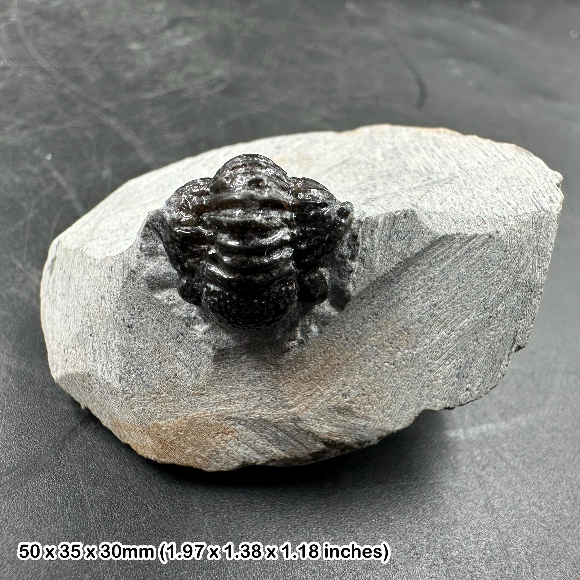 ゲラストス三葉虫の化石 - デボン紀、モロッコ - 古代の海洋生物