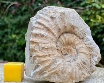 Fósil de amonites Neocosmoceras sayni, raro, del Cretácico Berriasiense, Lacisterne Boisset Gard, Francia.