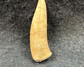 Enchodus fossil fish tooth late cretaceous morocco genuine khouribga fossil predator tooth specimen with certificate of authenticity coa