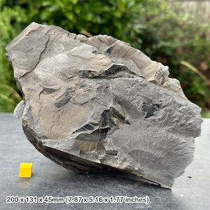 Fossile Farne Blätter & Stiele - Karbonkohlemaße - authentisches Exemplar - radstock uk