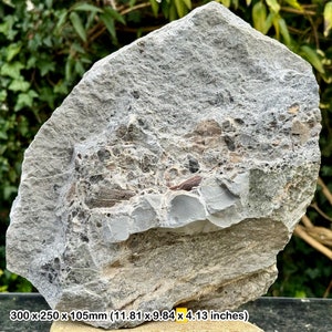 Rare triassic fossil bed - fish, shark, reptile bones & coprolite - blue anchor, somerset - coa included