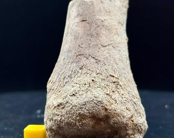 ラパレントサウルス恐竜の四肢骨化石、中期ジュラ紀、マダガスカル
