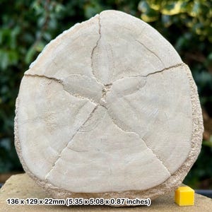Puede incluir: Un dólar de arena fosilizado, mostrando un patrón en forma de estrella. El fósil beige tiene grietas y una superficie texturizada. Dimensiones: 136 x 129 x 22 mm. Un pequeño cubo amarillo en primer plano.
