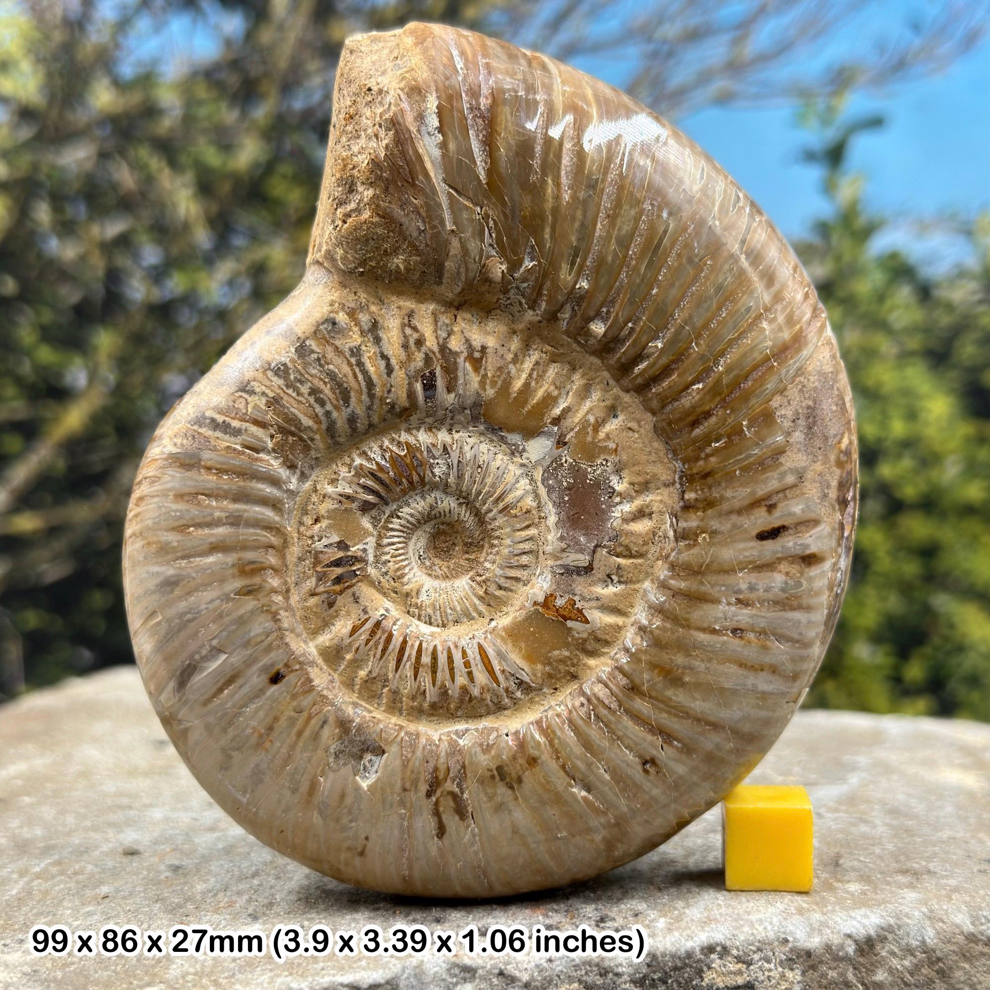 Ammonite Full Movie Ammonite Movie Watch Online Free Watch