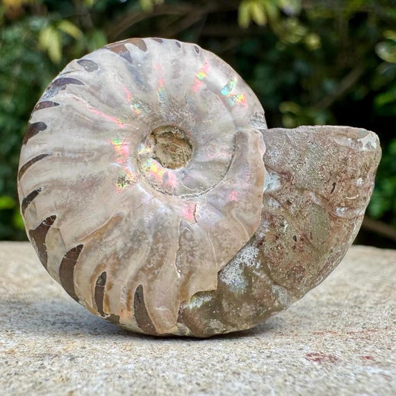 Proleymeriella Iridescent Fossil Ammonite With Mother of Pearl
